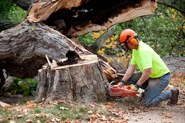 Professional Tree Service in Fairfield Bay, AR